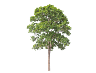 Green tree isolated on transparent background with clipping path, single tree with clipping path and alpha channel. are Forest and foliage in summer for both printing and web pages. 
