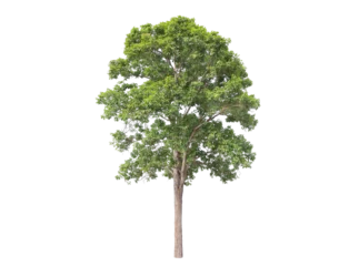 Gordijnen Green tree isolated on transparent background with clipping path, single tree with clipping path and alpha channel. are Forest and foliage in summer for both printing and web pages.   © Gan