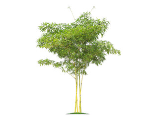 Green bamboo tree isolated on transparent background with clipping path, single bamboo tree with clipping path and alpha channel. are Forest and foliage in summer for both printing and web pages.
