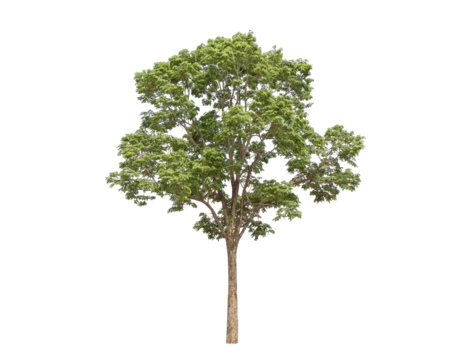 Green tree isolated on transparent background with clipping path, single tree with clipping path and alpha channel. are Forest and foliage in summer for both printing and web pages. 
