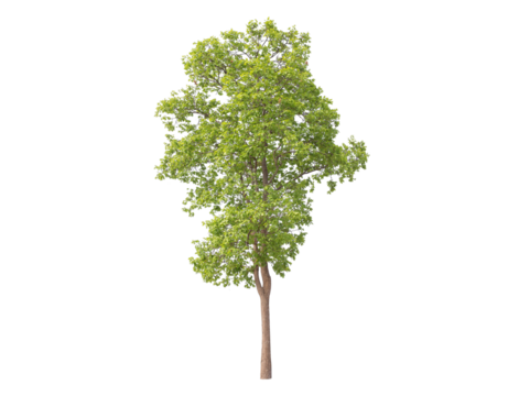 Green tree isolated on transparent background with clipping path, single tree with clipping path and alpha channel. are Forest and foliage in summer for both printing and web pages. 
