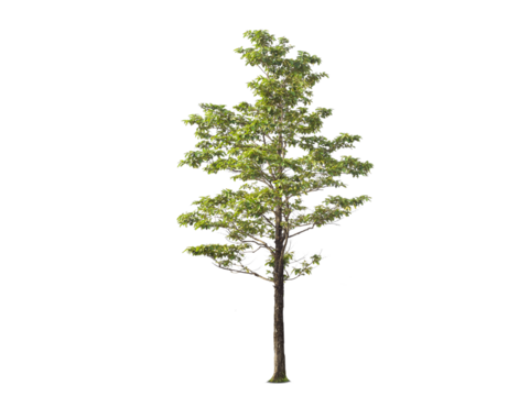 Green tree isolated on transparent background with clipping path, single tree with clipping path and alpha channel. are Forest and foliage in summer for both printing and web pages. 
