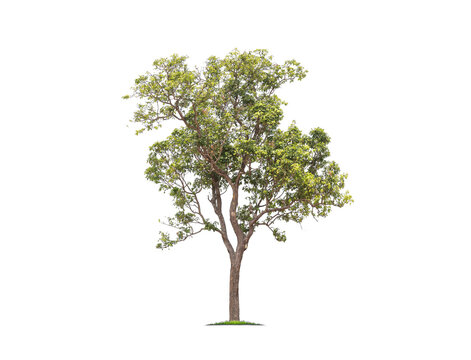 Fototapeta Green tree isolated on transparent background with clipping path, single tree with clipping path and alpha channel. are Forest and foliage in summer for both printing and web pages.  
