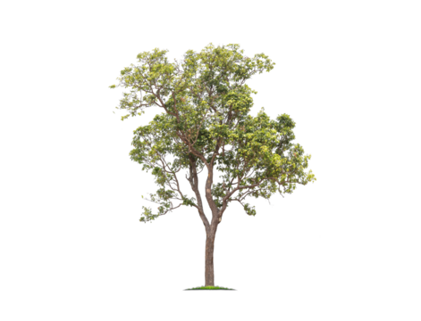 Green tree isolated on transparent background with clipping path, single tree with clipping path and alpha channel. are Forest and foliage in summer for both printing and web pages. 
