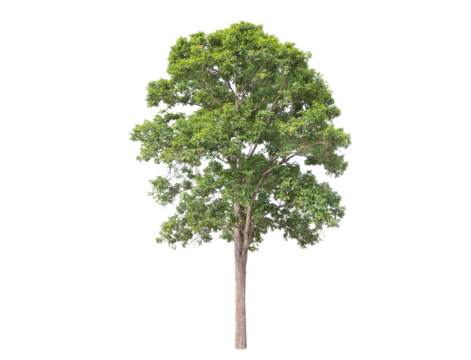 Green tree isolated on transparent background with clipping path, single tree with clipping path and alpha channel. are Forest and foliage in summer for both printing and web pages. 
