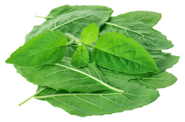 Medicinal holy basil or tulsi leaves