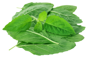 Medicinal holy basil or tulsi leaves