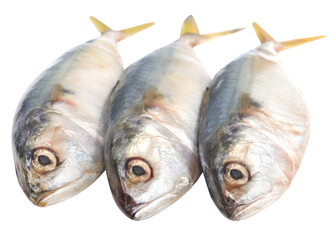 Tuna fish