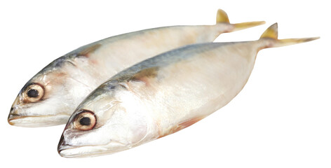 Tuna fish