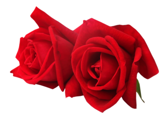 Closeup of red roses