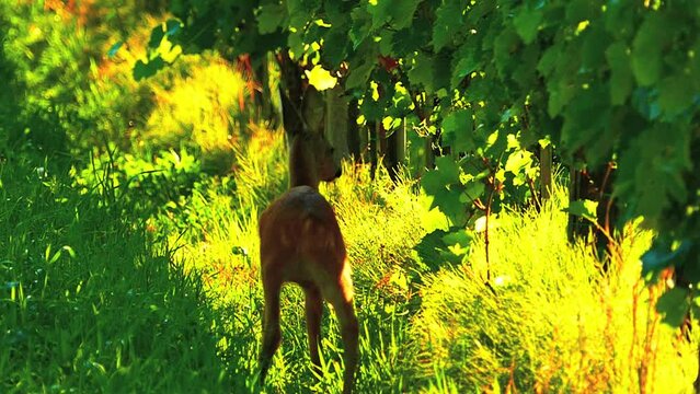 Deer crossing vineyard in Prlekija. Wine region in northeastern region of Slovenia.