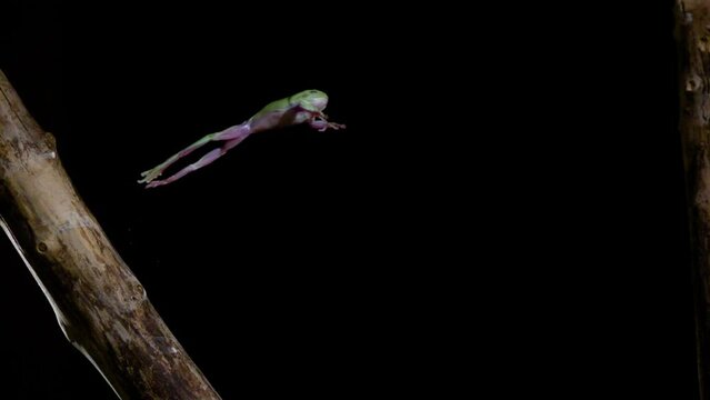 Slow motion side profile tree frog jumping