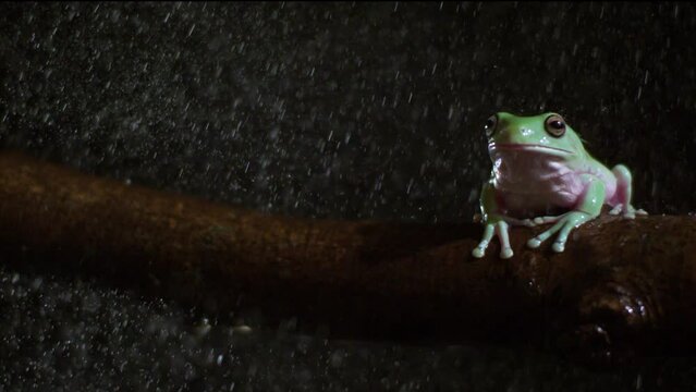 Whites tree frog in the rain slow motion