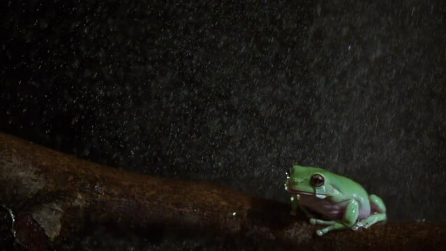 Slow motion frog wiping eye in the rain