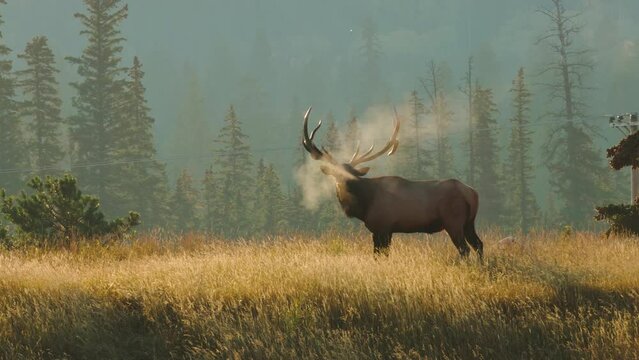 A majestic bull elk on a cool morning, showcasing its breath in the stunning mist and fog in 4K