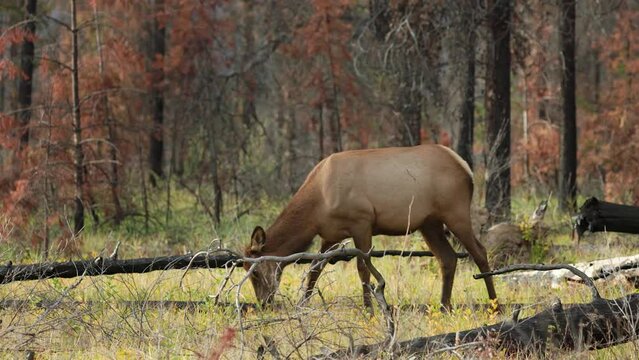 A cow elk foraging in a field during the autumn rut in 4K