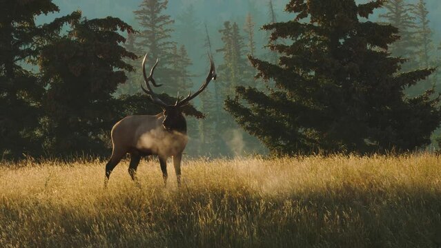 Bull elk in 4K on a chilly morning, its breath in the stunning mist of fog