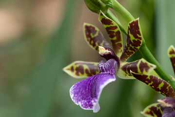 Close-up of the flower of an orchid. The flower is purple and green. The background is green. There is space for text.