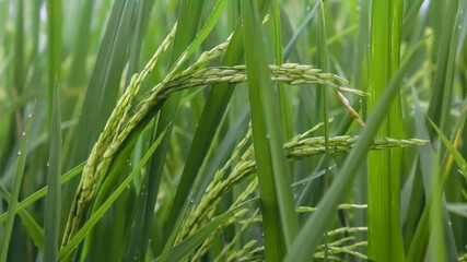 Rice field. Closeup of green paddy rice field with green leaf and Sunlight. Rice field on rice paddy green color lush growing is a agriculture. Closeup of green paddy.
