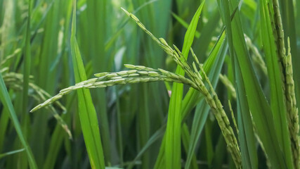 Rice field. Closeup of green paddy rice field with green leaf and Sunlight. Rice field on rice paddy green color lush growing is a agriculture. Closeup of green paddy.