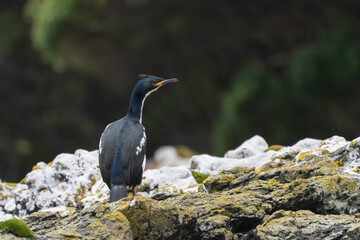Auckland shag (Leucocarbo colensoi) 