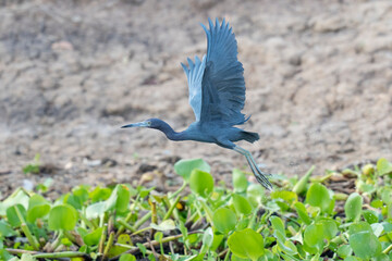 Fototapeta premium Little Blue heron in flight