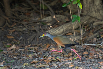 Grey-necked wood rail