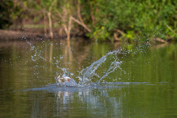 Ringed kingfisher splash in the water