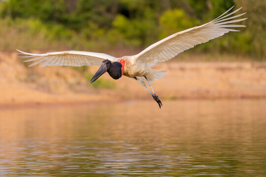 Jabir&uacute; stork or Tuiui&uacute; fly over water