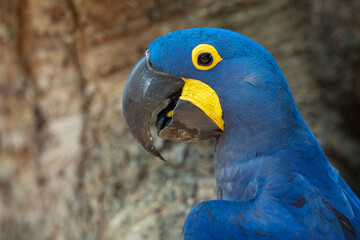 Hyacinth macaw close up portrait