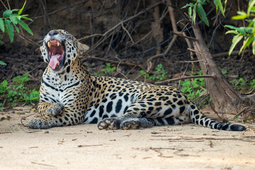 Jaguar yawn and show teeth