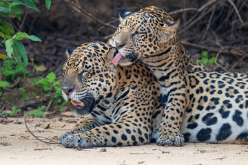 Fototapeta na wymiar Jaguar female with young