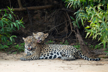 Jaguar female with young