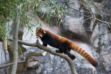 レッサーパンダ