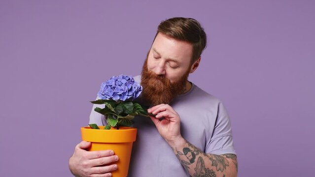 Young smiling gardener happy caucasian man 30s wear casual clothes hold in hand flower pot with blue hydrangea sniff isolated on plain pastel light purple background studio portrait. Lifestyle concept