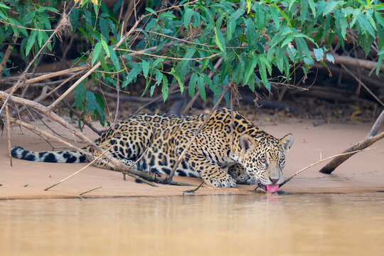 Jaguar drinking water