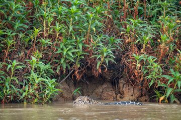Jaguar swim in the river