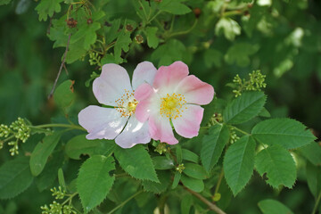 Heckenrose