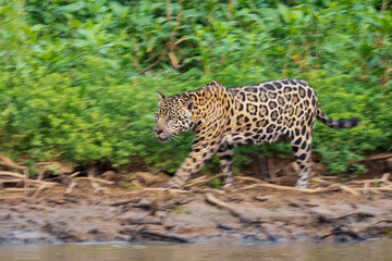 Fototapeta na wymiar Jaguar amongst green leaves