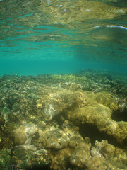 Obraz premium a coral reef in the caribbean sea