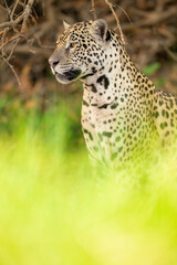 Jaguar amongst green leaves