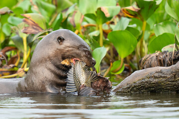 Giant otter catch fish in the river