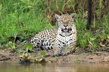 Jaguar by the river looking at the camera