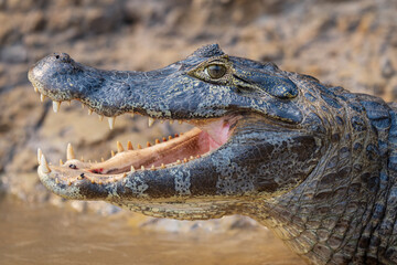 Yacaré Caiman close up portrait