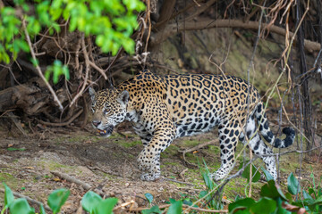 Jaguar in vegetation