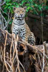 Jaguar in a tree