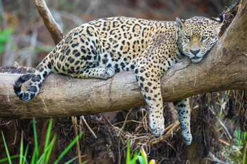Jaguar rest in a tree © Staffan Widstrand