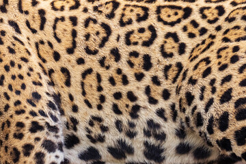 Jaguar close up of the skin