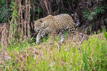 Jaguar in vegetation