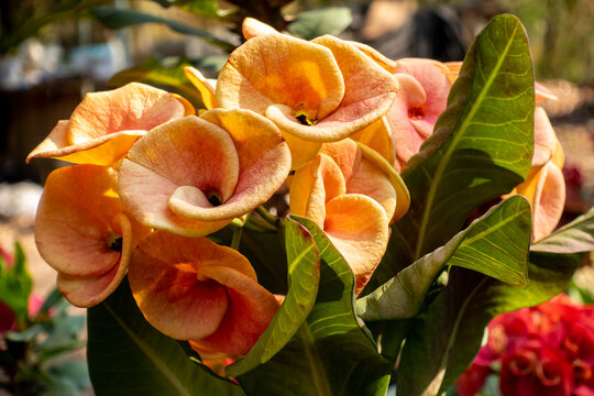 Euphorbia milii, the crown of thorns, Christ plant, or Christ thorn, is a species of flowering plant in the spurge family